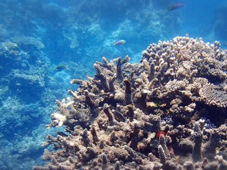 沖縄のサンゴの写真