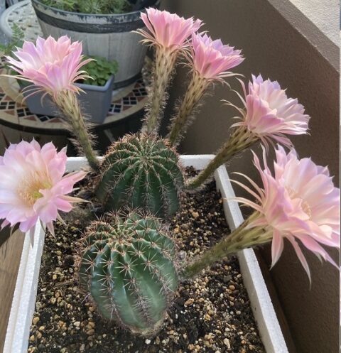 発泡スチロールの植木鉢でサボテンのが花が沢山咲いたところ
