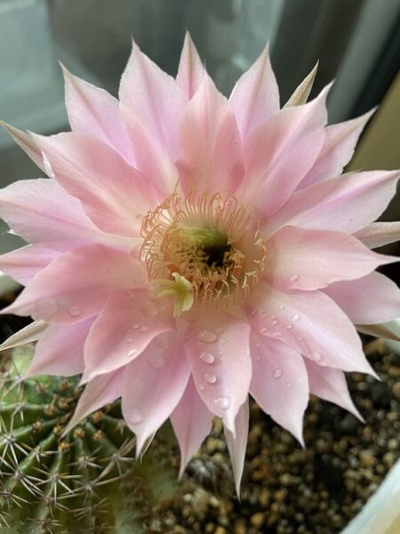 一日花のサボテンのピンクの花