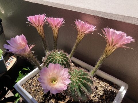 3年目のサボテン花盛丸が沢山の花を付けたところ