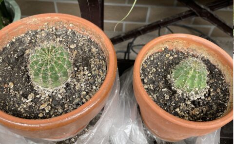 サボテンの花盛丸のちいさい頃