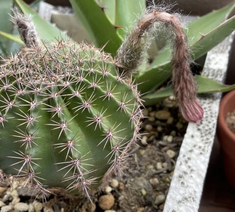 サボテンの花盛丸の花がしおれたところ