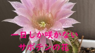 一日しか咲かないサボテンの花