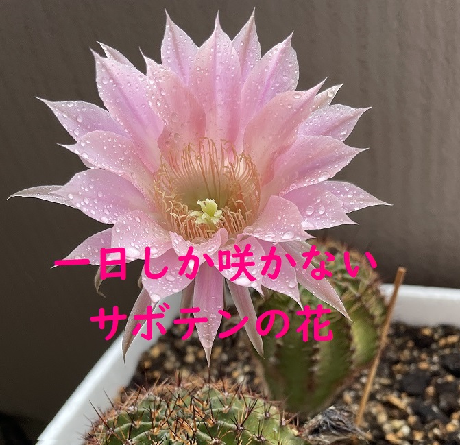 一日しか咲かないサボテンの花