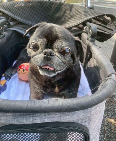 ペットカートに乗った老犬の黒パグ